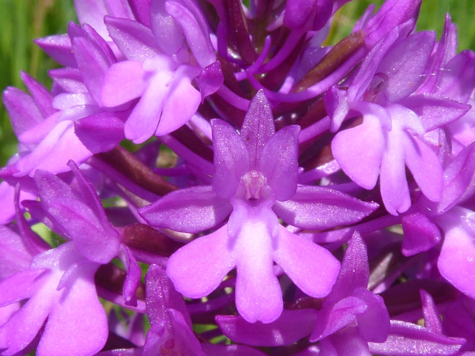 spitzorchis